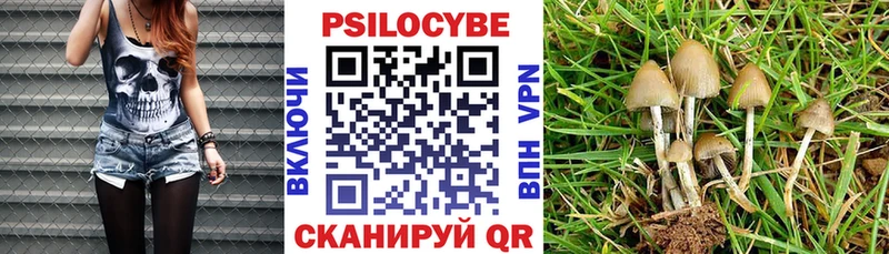 Псилоцибиновые грибы Cubensis  Новая Ладога 